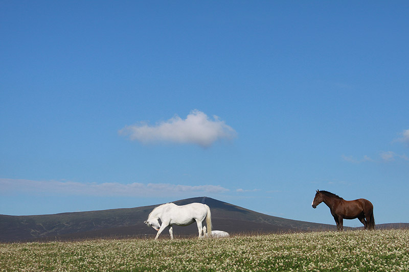 Chevaux sauvages dans les monts Wicklows