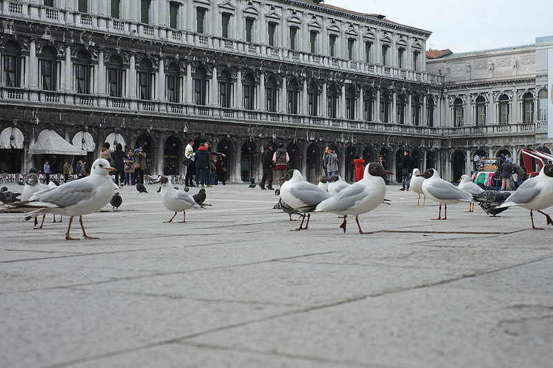 Place Saint Marc et ses oiseaux