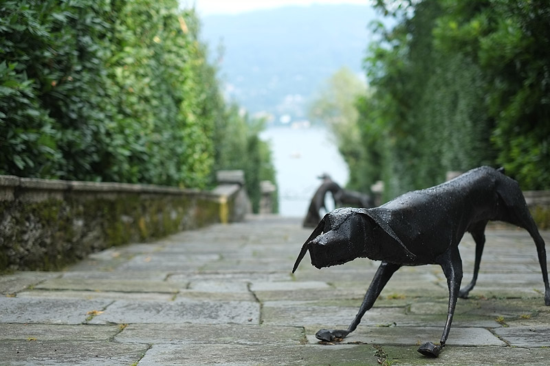 Les chiens dans les Jardins d'Isola Madre