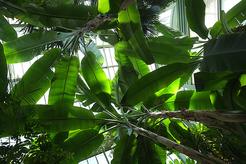 Bananier dans une Grande serre du Jardin des plantes