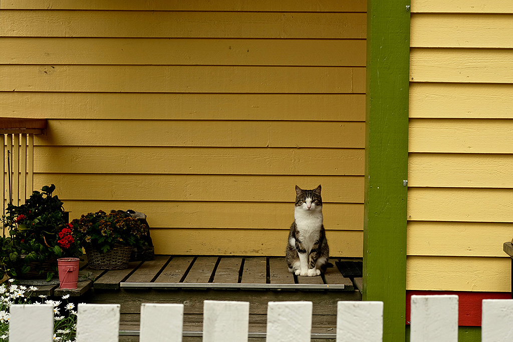 Chat Norvégien à Hoyanger