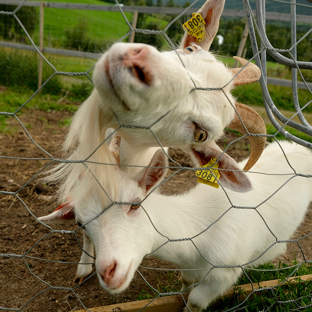 Nuit à la ferme, les filles sont très entreprenantes