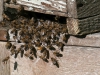 Nid d\'abeilles