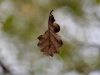 La feuille d'automne