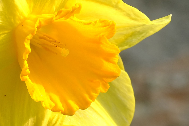 Jonquilles, voyage au cœur de la chose - L'oeil de Fred - Frédéric Fleury