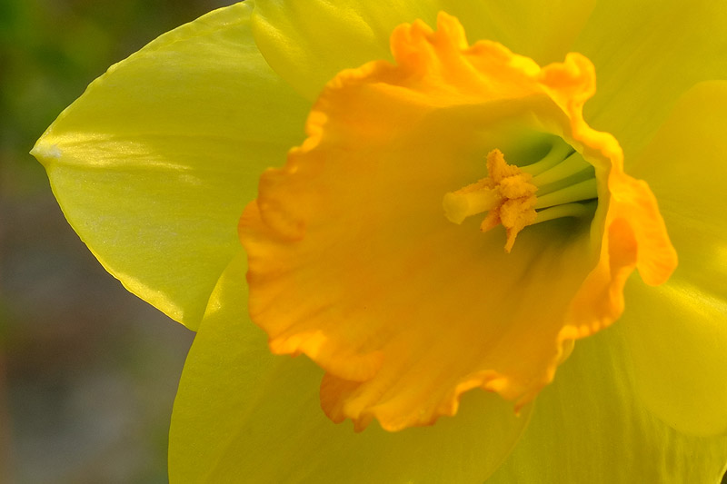 Jonquilles, voyage au cœur de la chose - L'oeil de Fred - Frédéric Fleury