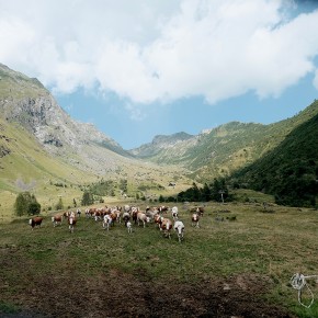 Rentrer des vaches