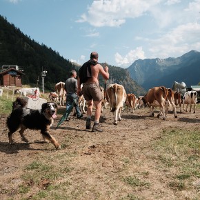 Rentrer des vaches