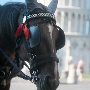 Horse Selfie | Pisa