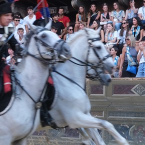 Sabre au clair | Palio Siena