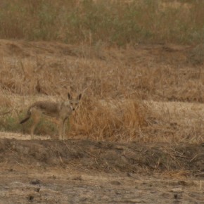 Chacal en brousse - Sénégal