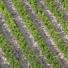 Vignes ardéchoises