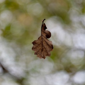 La feuille d'automne