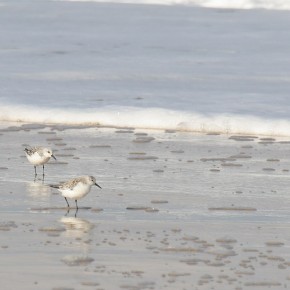 Oiseaux sur plage du Cap Ferret