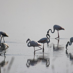 flamants rose