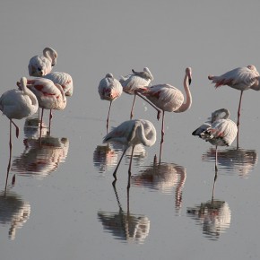 flamants rose