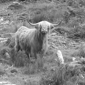 Vache écossaise - Highlands