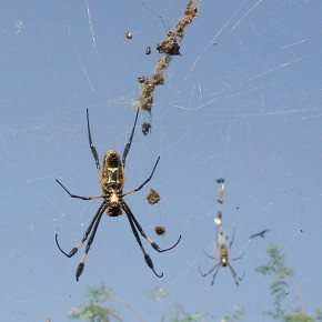 Araignée au Sénégal