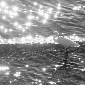 Aigrette vue de la terrasse au petit déjeuner