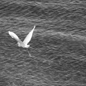 Au revoir aigrette