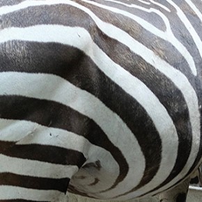 Villa Pallaviccino (À Claire)