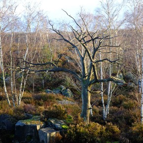 Forêt de Milly