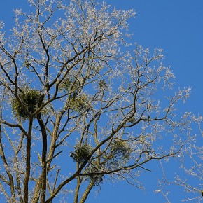 Arbre avec petit manteau neigeux