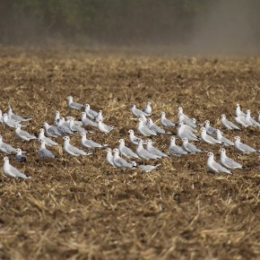 Oiseaux dans les champs