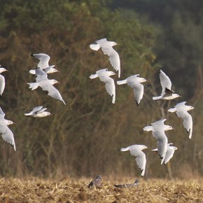 Oiseaux dans les champs