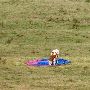 Les vaches