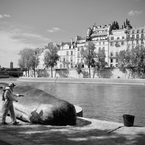 Le cachalot échoué sur les berges de seine