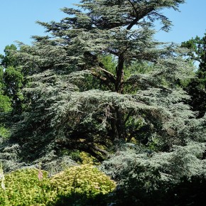 Parc et jardins du bois des Moutiers - Varengeville