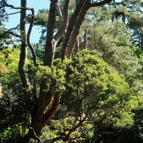 Parc et jardins du bois des Moutiers - Varengeville