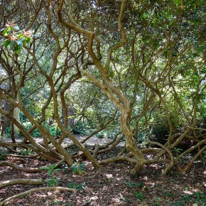 Parc et jardins du bois des Moutiers - Varengeville