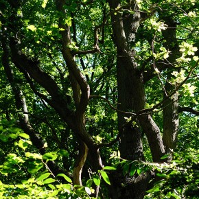 Parc et jardins du bois des Moutiers - Varengeville