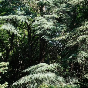 Parc et jardins du bois des Moutiers - Varengeville