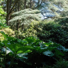 Parc et jardins du bois des Moutiers - Varengeville