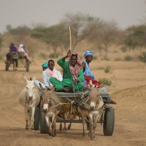 Rencontre en brousse - Sénégal