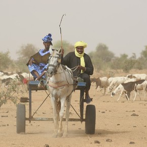 Rencontre en brousse - Sénégal