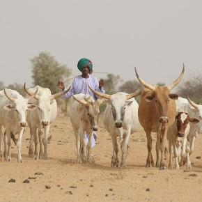 Rencontre en brousse - Sénégal