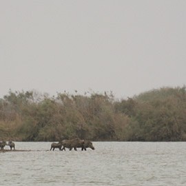 Sénégal