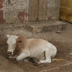 Sénégal