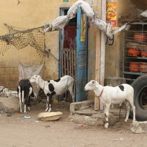 Sénégal