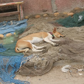 Sénégal