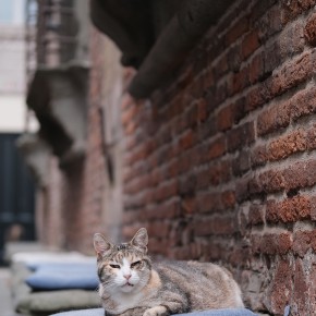 cat's street - Lucques