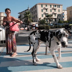 Gentil le chien - Savone