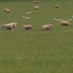 Au sud  de l'Ecosse