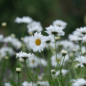 Applecross Walled Garden - Highlands