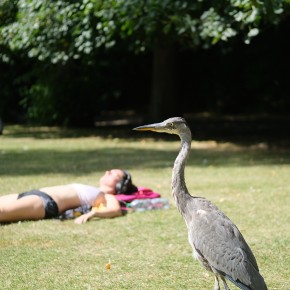 Dans un parc - Dublin