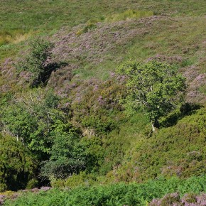 Wicklows Mountains